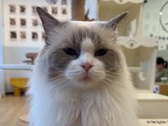 -有喵·猫咖·狗咖·30几只猫10只小狗(岗厦店)