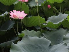 -荔湾湖公园