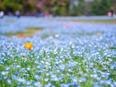 -上海滨江森林公园