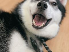 -Husky Go! 哈士奇体验馆·宠物咖啡厅狗咖