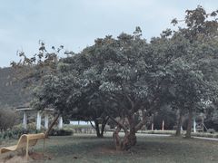 -南沙蒲洲花园