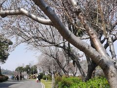 -月湖风景区