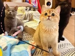 -博特宠物医院24h犬猫全科.骨科·异宠