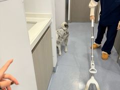 -宠物星动物医院·眼科·异宠·猫科(江南大道总院)