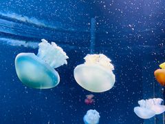 -新加坡海洋生态馆