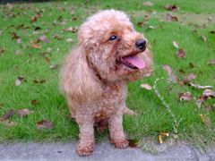 -Oh My Dog宠物沙龙(伊珊娜皮毛护理店)