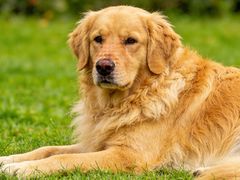 -宠物家(大兴旧宫店)