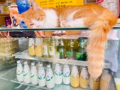 -飞行喵MR PILOT|猫舍·猫咖(静安大融城店)