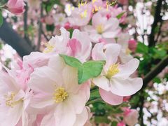 -海棠花溪(元大都城垣遗址公园)