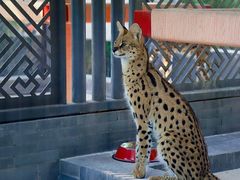 -北京野生动物园