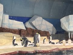 -海合安武汉极地海洋公园