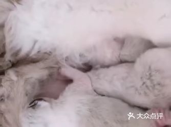 布偶猫之所以价格跨度这样的大