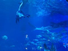 -烟台海昌鲸鲨海洋公园