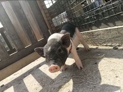 -前小桔亲子创意农场·草莓采摘·露营烧烤