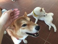 -柴犬高等学院·狗咖·柴犬售卖·宠物训练