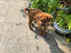 -龚家花园农家乐休闲别墅