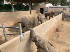 -西霞口神雕山野生动物世界