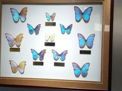 景点-上海昆虫博物馆