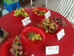 -马陆小张葡萄园农家乐