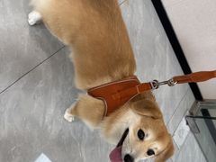 -瑞鹏宠物医院·骨科·猫科·内科(第一中心)
