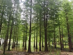 -广州市帽峰山景区