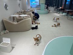 -怪兽屋·羊驼·猫咖·狗咖(俊华广场店)