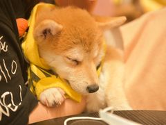 -逗柴咖啡屋·狗咖猫咖宠物桌游