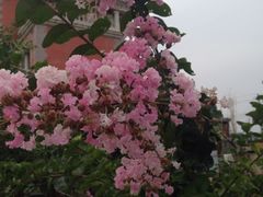 iphone_upload_pic-漫渡庄绿岛花园•隐世庭园菜(滨湖店)