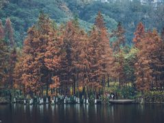 -重庆彩云湖湿地公园