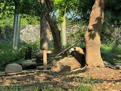 -都江堰中华大熊猫苑