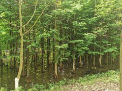 -桤木河湿地公园