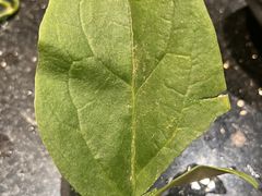 -德记牛肉社潮汕鲜切牛肉火锅(中心路店)