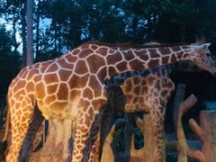 -清迈夜间动物园