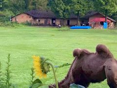 -武陵山森林公园