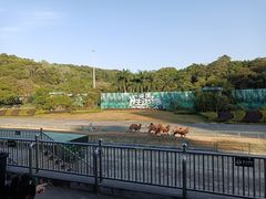 -深圳野生动物园