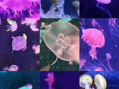 -珠海长隆海洋王国