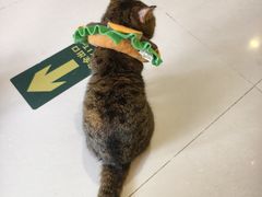 -平行世界·猫咖(首经贸店)
