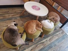 -喵匠猫主题咖啡(凯德和平广场店)