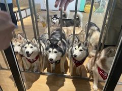 -Husky Go! 哈士奇体验馆·宠物咖啡厅狗咖