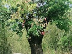 -龙门崮风景区