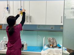 -纳吉亚猫专科动物医院博雅分院