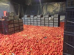 西红柿大战-麻雀瓦舍mako live house