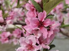 -海棠花溪(元大都城垣遗址公园)