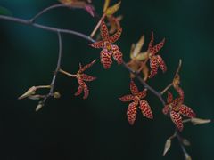 -国家植物园