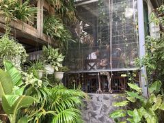 -Rainforest