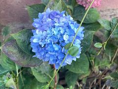 -唐咖精品咖啡(大理古城手冲店)