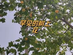-大望京公园