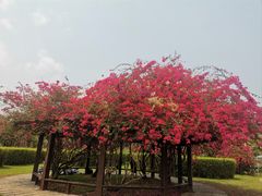 -中国科学院西双版纳热带植物园