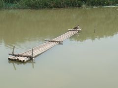 DSC01365-大湾区中央湿地公园