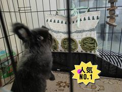 -宠物兔专门店(天丰利市场店)